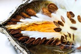 Milkweed Seeds