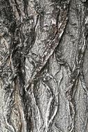 Tree Bark