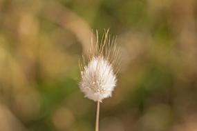 Weed Bokeh Grass