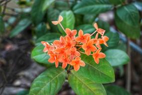 Ixora Chinese Rubiaceae Family