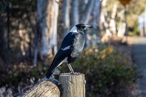 Magpie Bird Wild