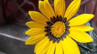 Nature Flower Flora