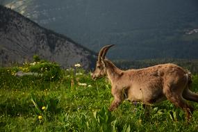 Ibex Nature