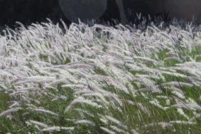 Haze Fields Grass