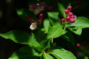Flowers Nature Garden In The