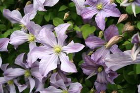 Flower Garden Flora
