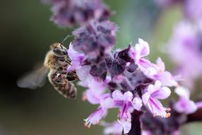 Wild Bee Nature
