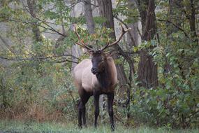 Roosevelt deer in green forest