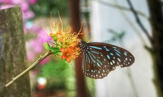 Butterfly Feeding Plant