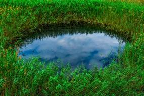 Swamp Pond Reeds