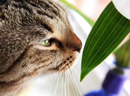 Cute Animals Portrait