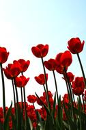 Nature Bollengewas Bloom
