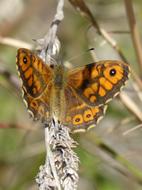 Butterfly Lasiommata Megera Nature