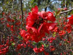Nature Bush Plant
