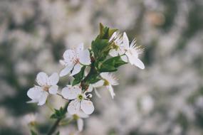 Flower Flowers Blooming