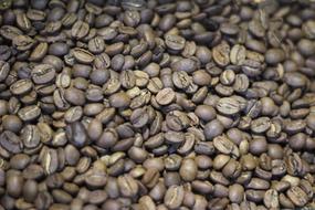 fresh harvest seeds