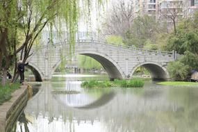 bridge water trees