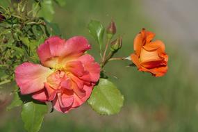 Rose Blossom Bloom Close