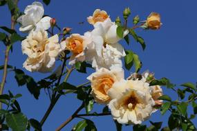Roses Flowers Close Up