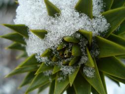 Winter Snow Ice