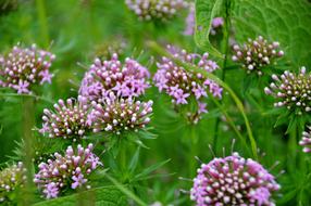 flowers wild grass green