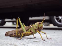 Worms Nature Animalia