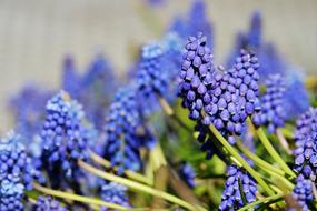 Muscari Common Grape Hyacinth