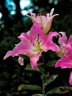 Flower Plant Nature