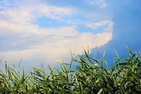 Reed Riverside Sky