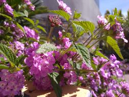 Flower Plant Nature