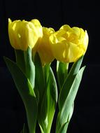 Plant Tulip Yellow