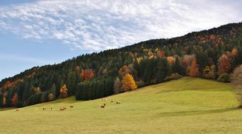 fall trees field