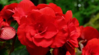 Flower Nature Garden