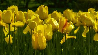 Flowers Tulips Yellow