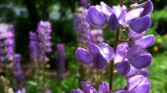 Flower Nature Garden