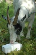 Nature Animal Mammal