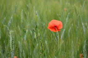Summer Field Agriculture