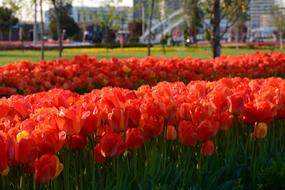 Flower Garden Nature
