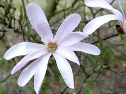 Flower Nature Plant