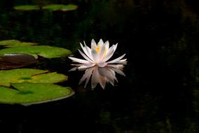 Flowers Nature Plants Water