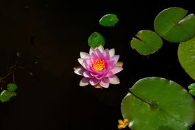 Flowers Nature Plants Water