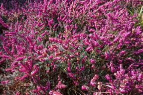 Erica Flower Plant