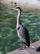 bird with a long neck by the pool