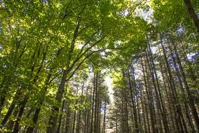 Wood Nature Landscape