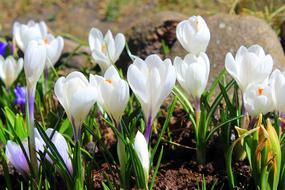 Crocus White Spring Flowers