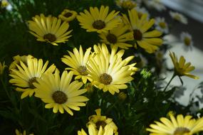 Flower Plant Osteospermum Colour