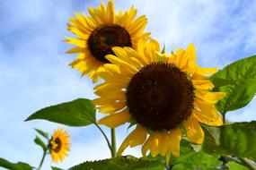 Sunflowers Cebu Sirao Flower Farm