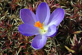 Nature Flower Krokus