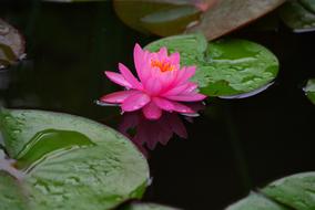 lshilia pink big