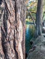 Tree Wood Nature